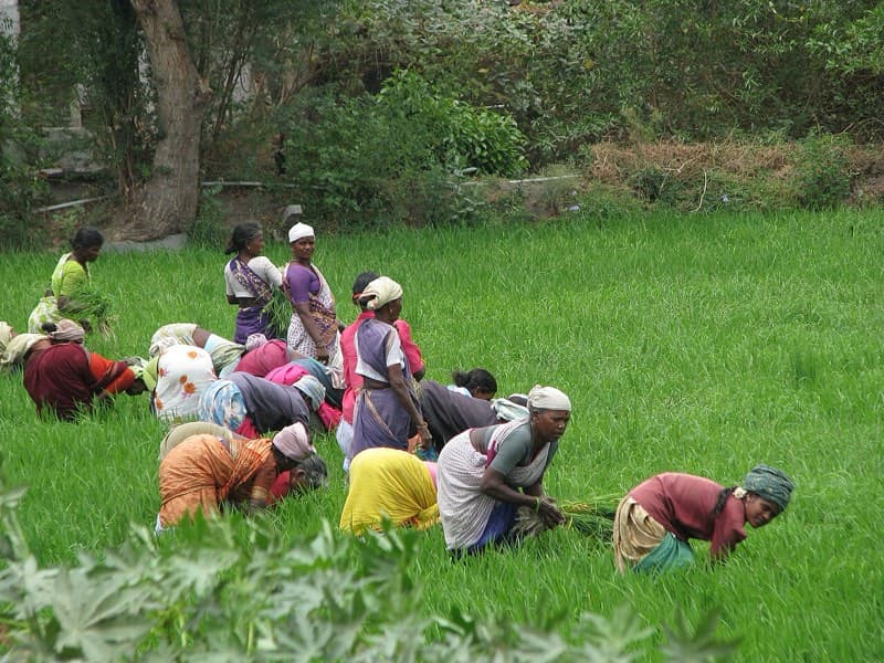 Women harvesting rice paddy