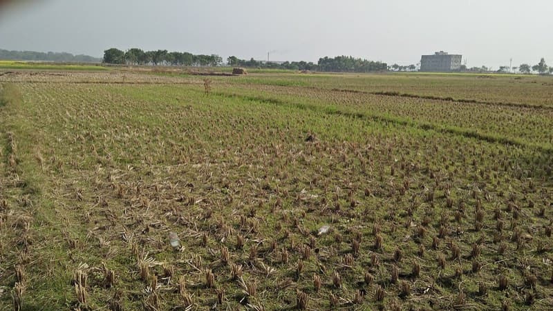 A paddy field after harvest