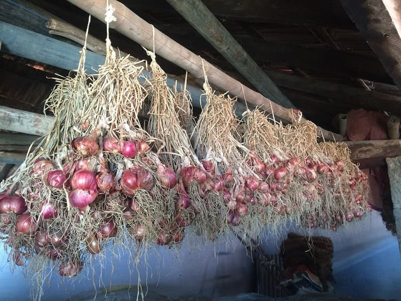 Onion storage
