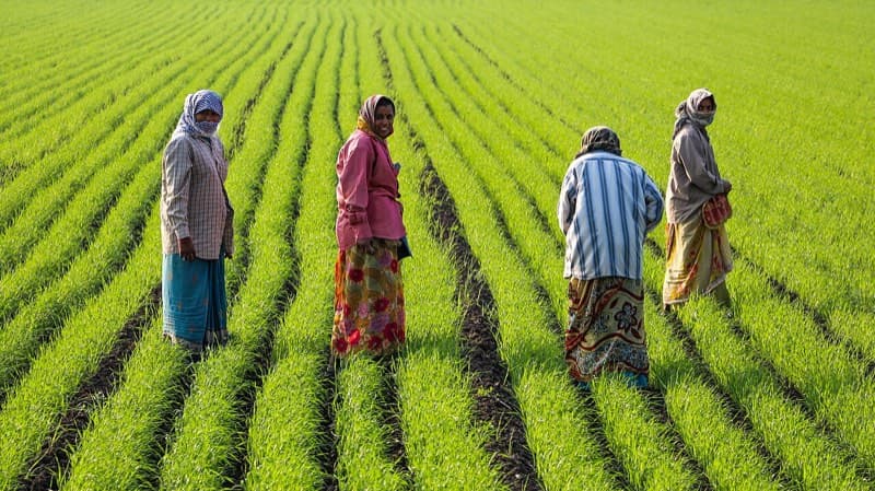 A farmers' cooperative group at work in Gujarat