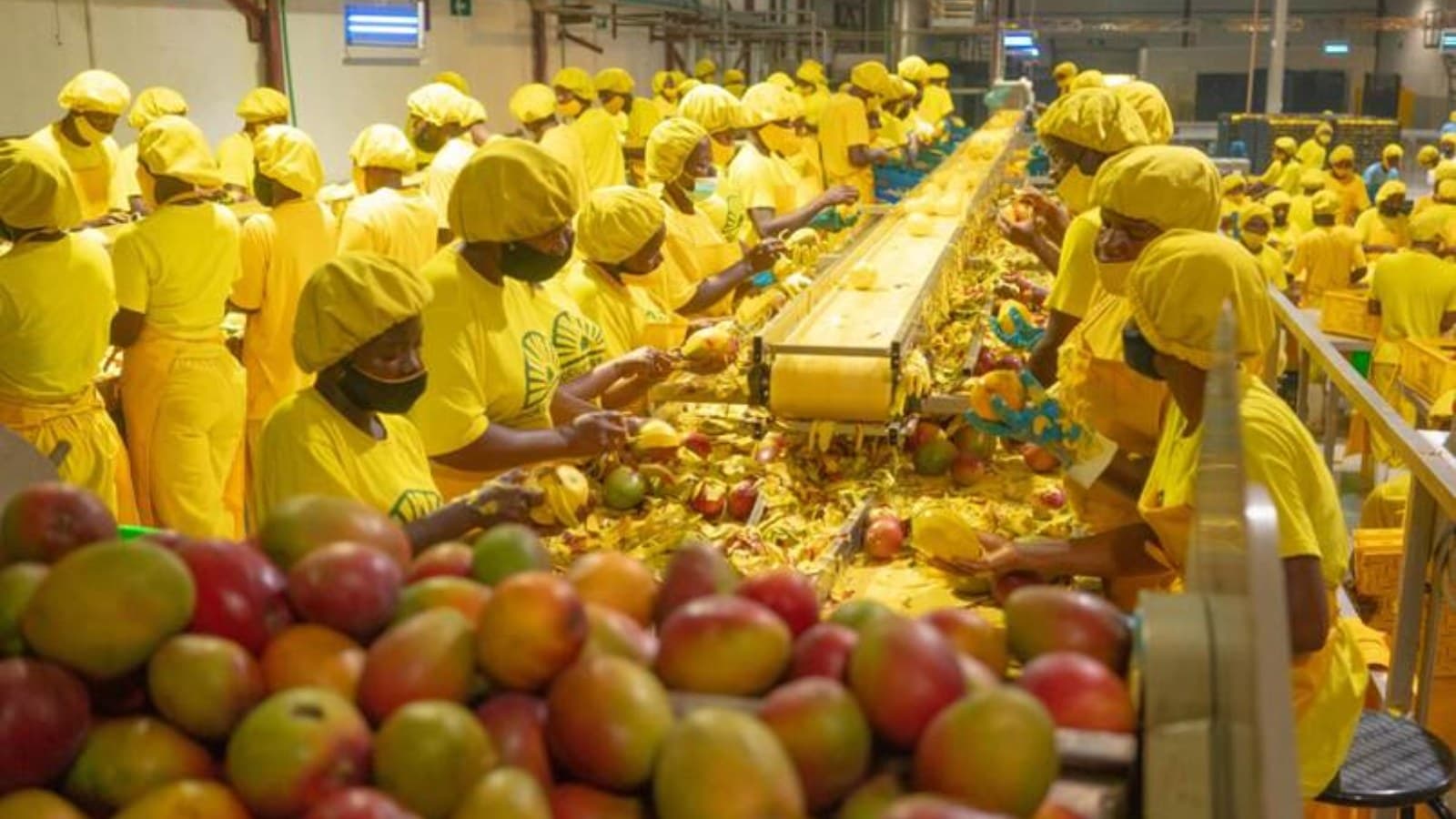 The Malawi Mango Model: Why African Agriculture Must Start With Markets, Not Harvests