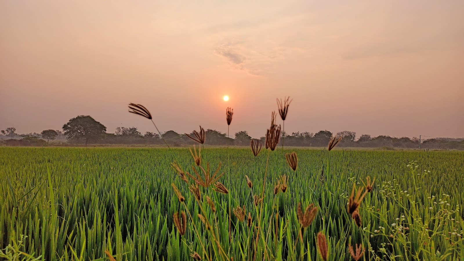 Seed Priming: A Low-Cost Yield Boost Any Farmer Can Try