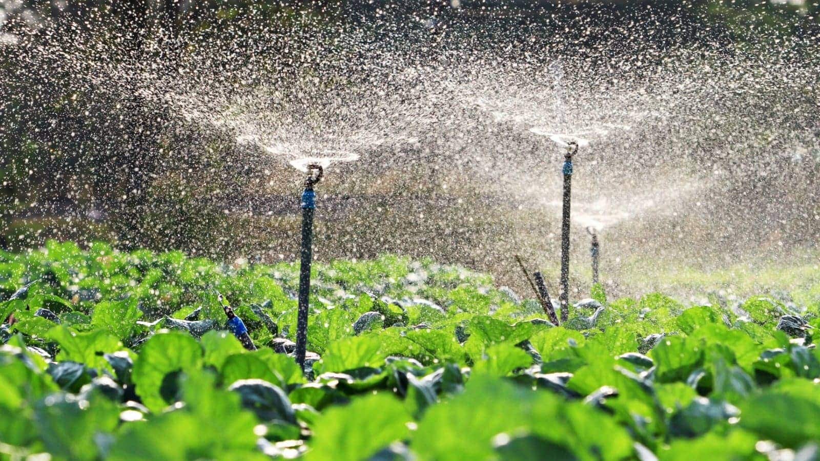 India's Irrigation Gap: 30% of Pumps Still Run on Diesel, Only 7% of Land Under Micro-Irrigation