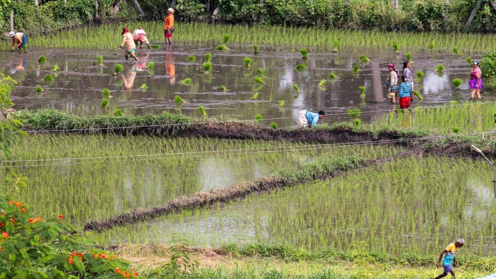 Why India Is Quietly Rethinking How It Grows Rice