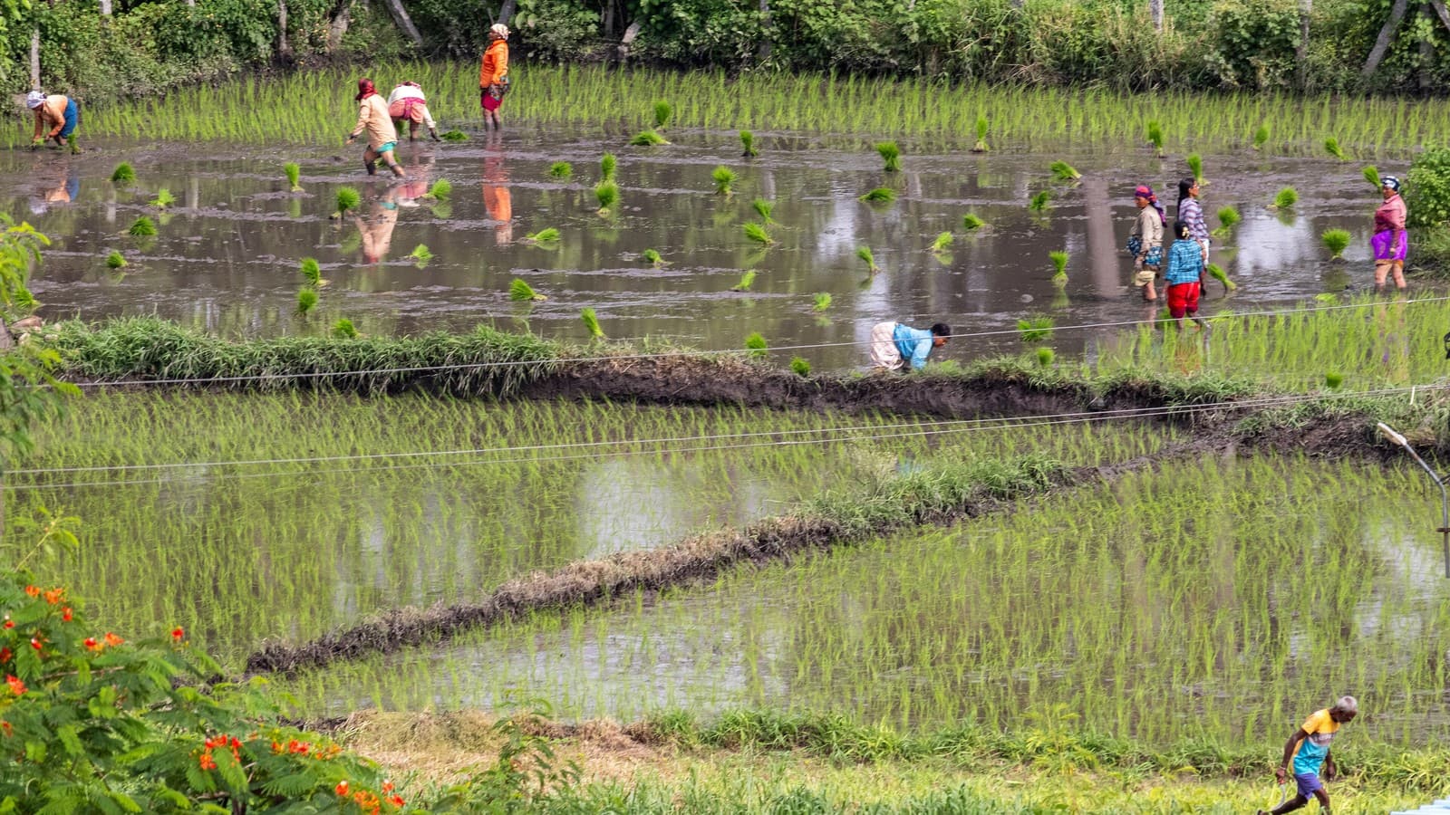 Machines That Are Transforming Direct-Seeded Rice