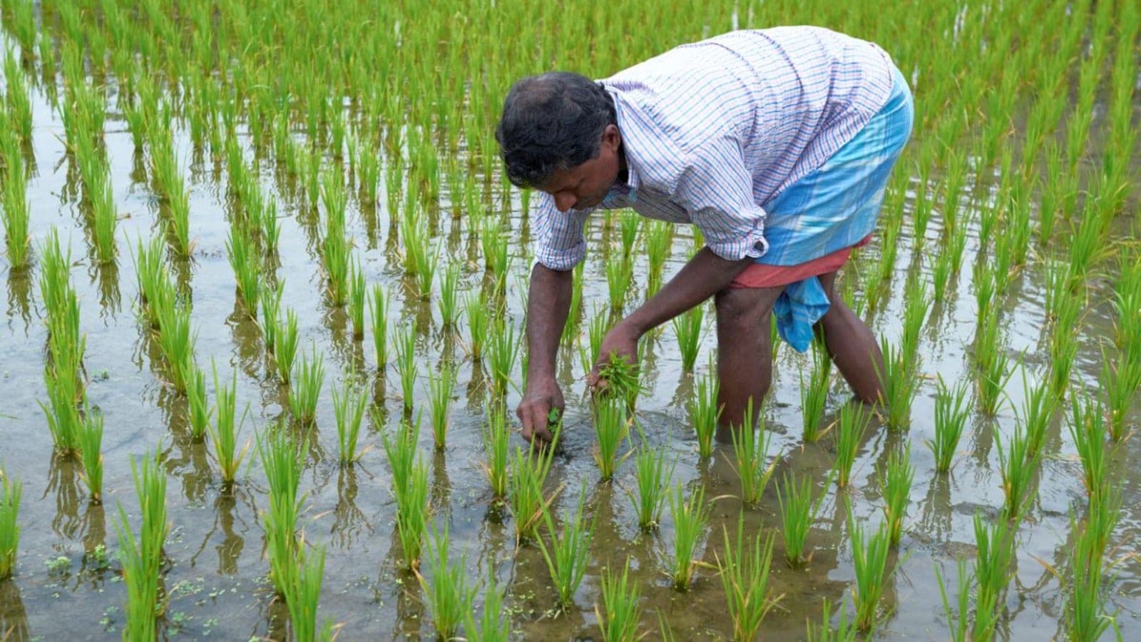 Kharif 2026 Sowing at 787 Lakh Hectares: Pulse and Coarse Cereal Gaps Persist Despite Monsoon Recovery