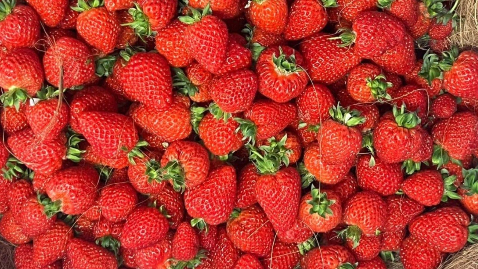 From Pilot to 100+ kg a Day: How an Indoor Strawberry Farm Took Root in Bengaluru