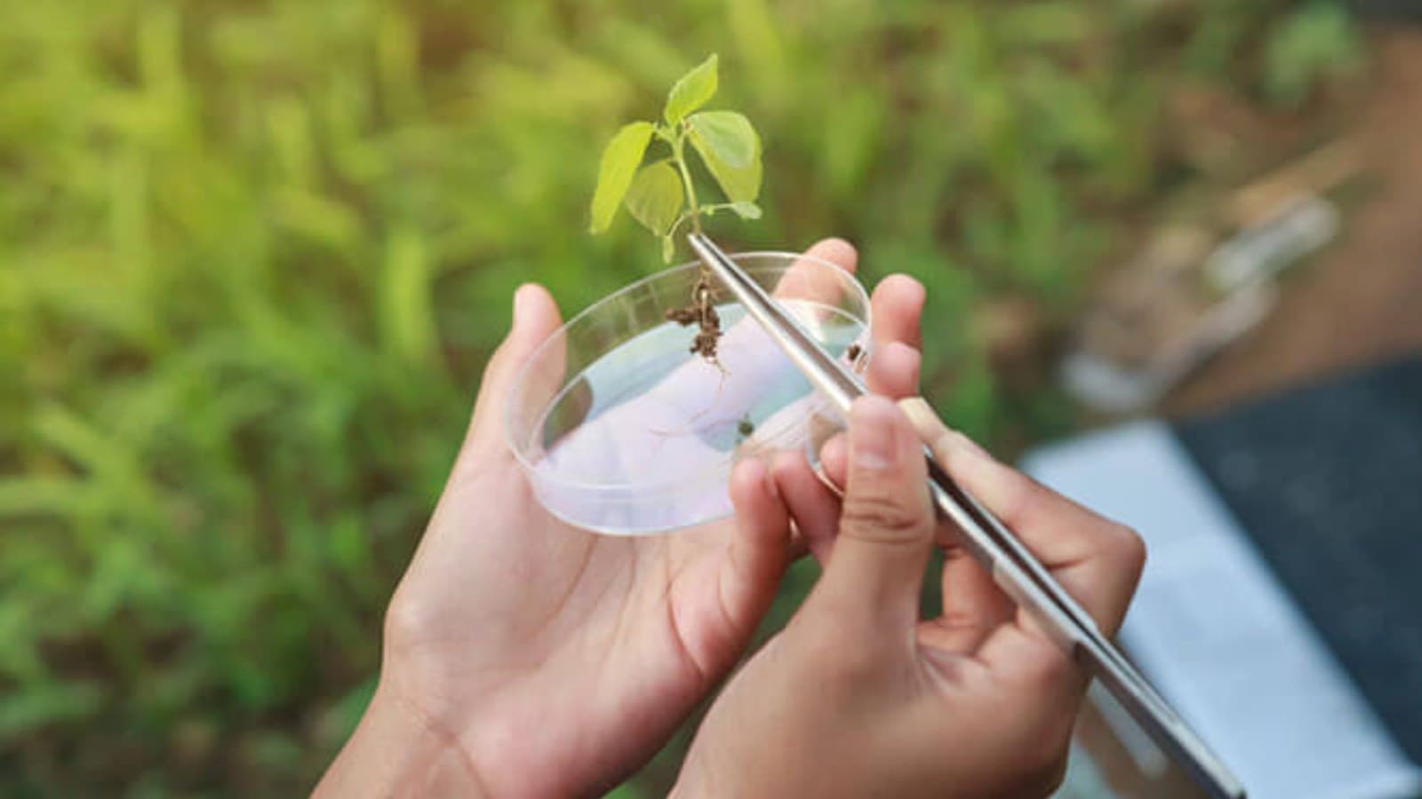 Farm R&D Drove a Third of India's ₹1.7-Trillion Agricultural Output Rise in 2025: ICAR