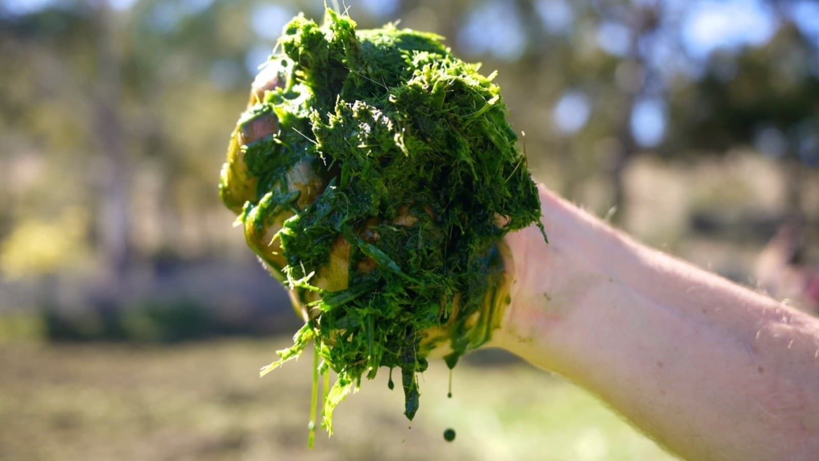 Green Manure: The Biological Blueprint for Restoring India's Soil Fertility