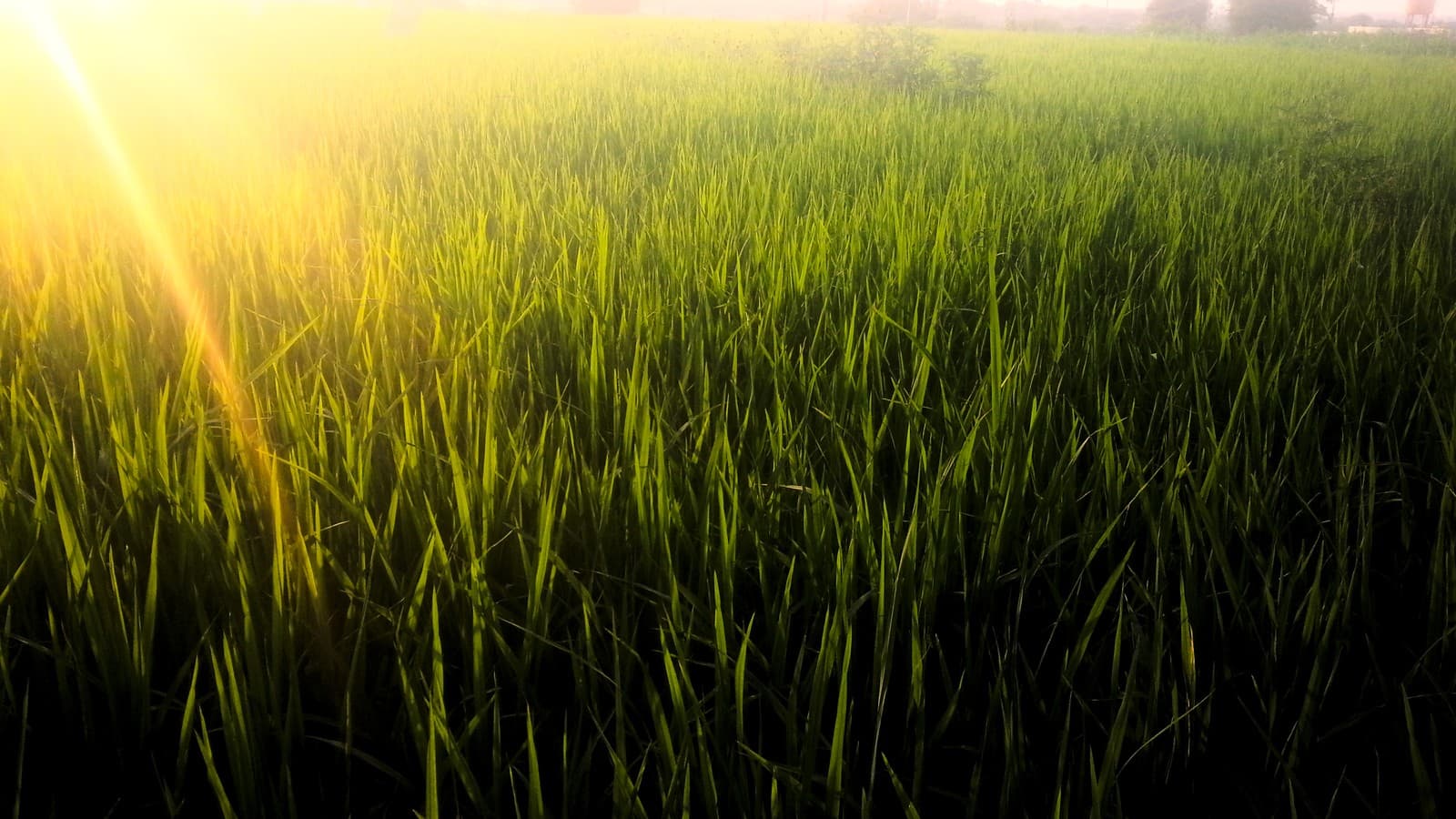 Winning the Weed War in DSR: A Practical Herbicide Playbook