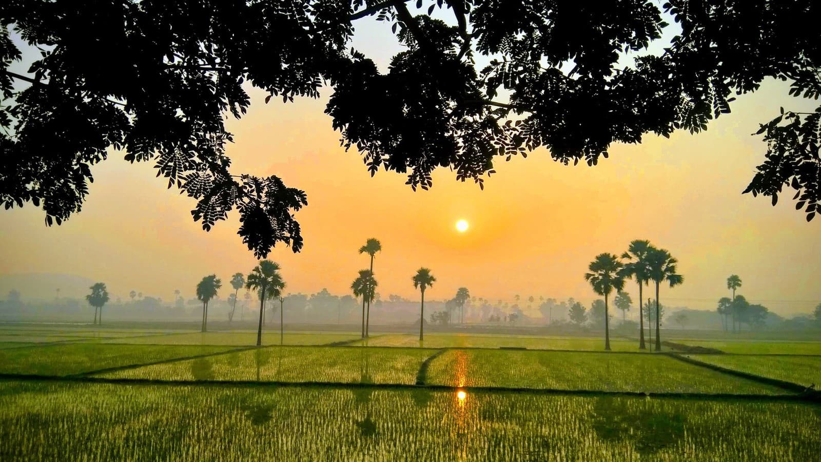 Drip-Irrigated Rice: Growing Paddy Without Flooding the Field