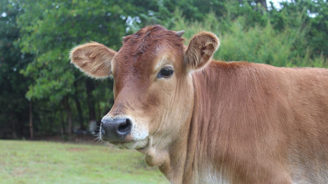 Cow Dung Export from India: What the Trade Data Actually Shows