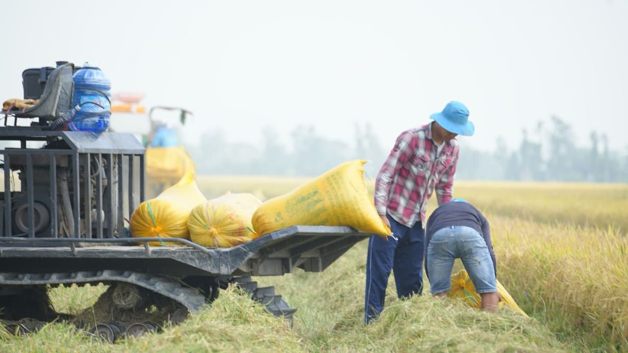 Fertiliser Sales Slump 13% in July as Monsoon Deficit and Thin Kharif Sowing Raise Crop Output Fears