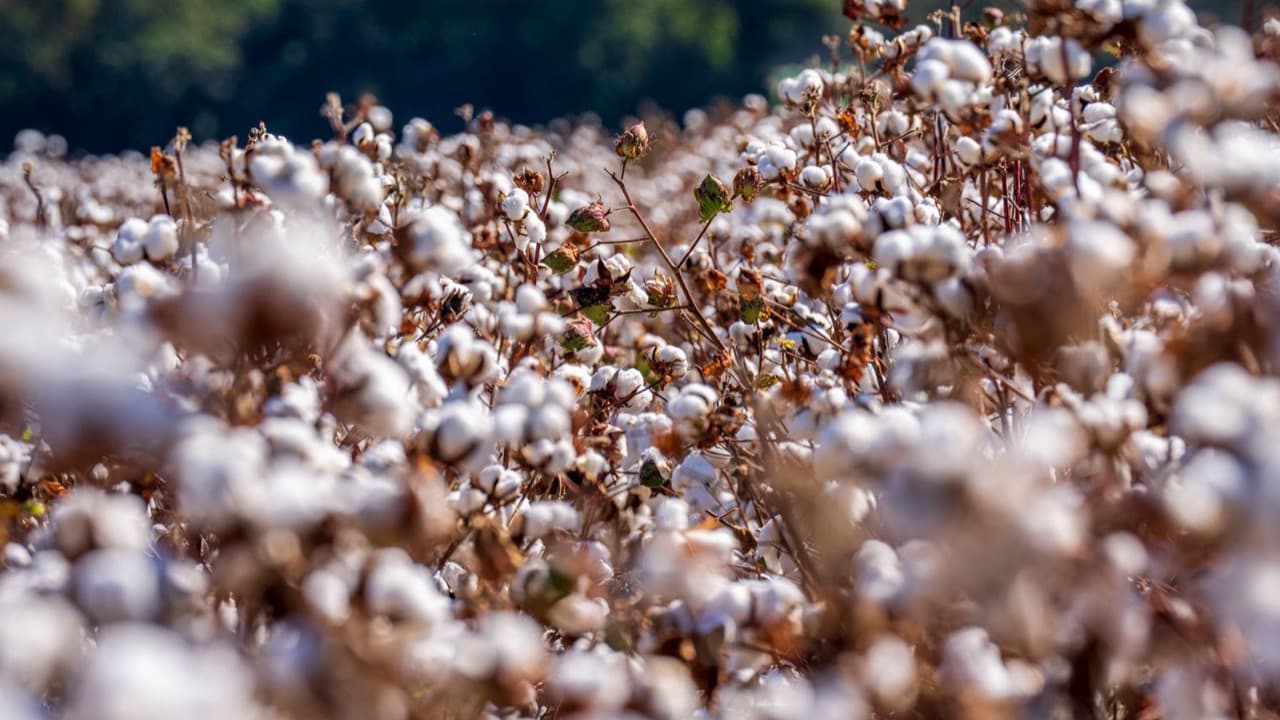 Gujarat's Kharif Sowing Crosses 50 Lakh Hectares Despite 33% Rainfall Deficit