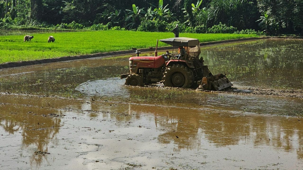Why Wheat Yields Fall After Paddy: The Hardpan Under India's Rice Fields