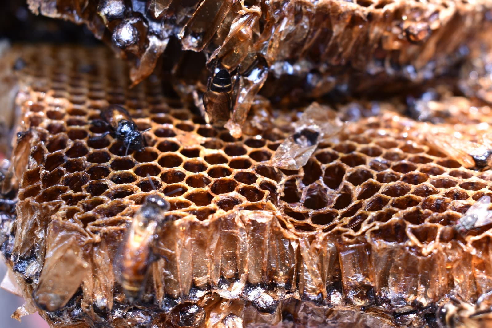 Honey Price in India per kg: Dabur, Patanjali and More