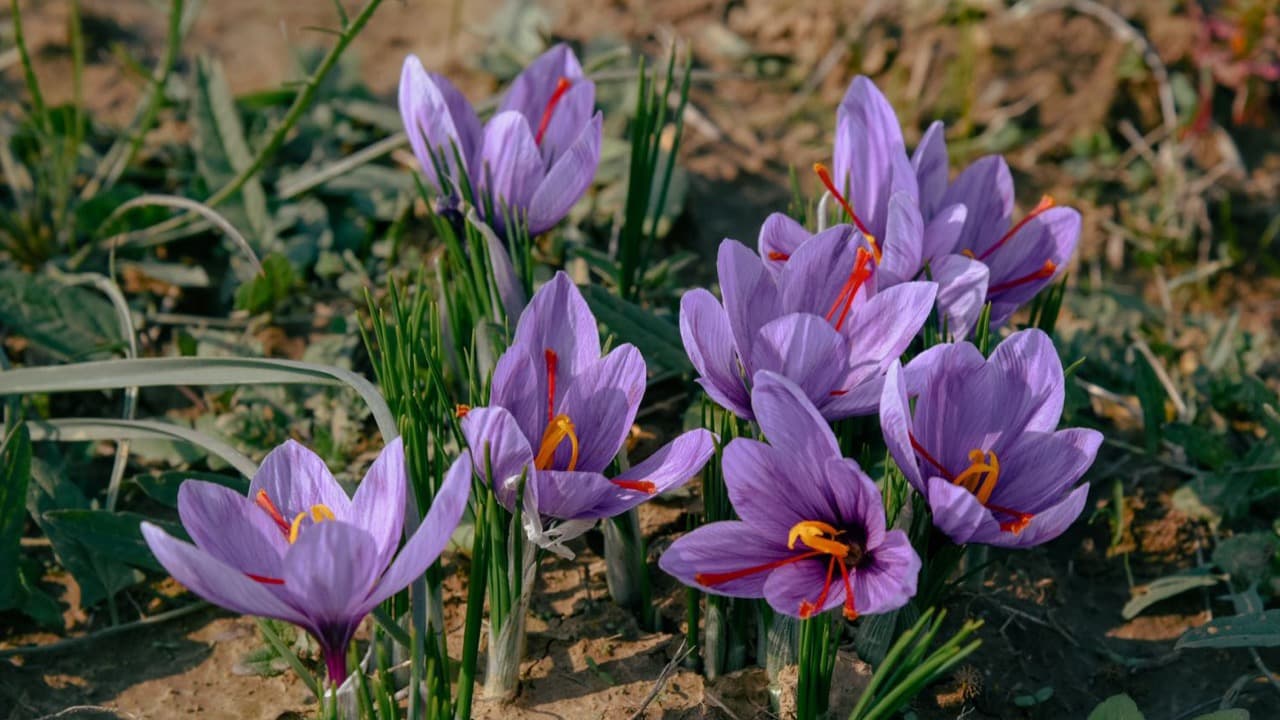 Kashmir's Saffron Corm Smuggling Crisis Threatens the Future of 'Red Gold'