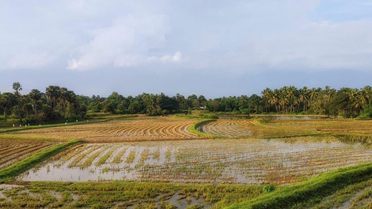 Kharif Sowing Trails Last Year by 17.96 Lakh Hectares as Rice Area Falls 4.41%; Rainfall 11% Below Normal