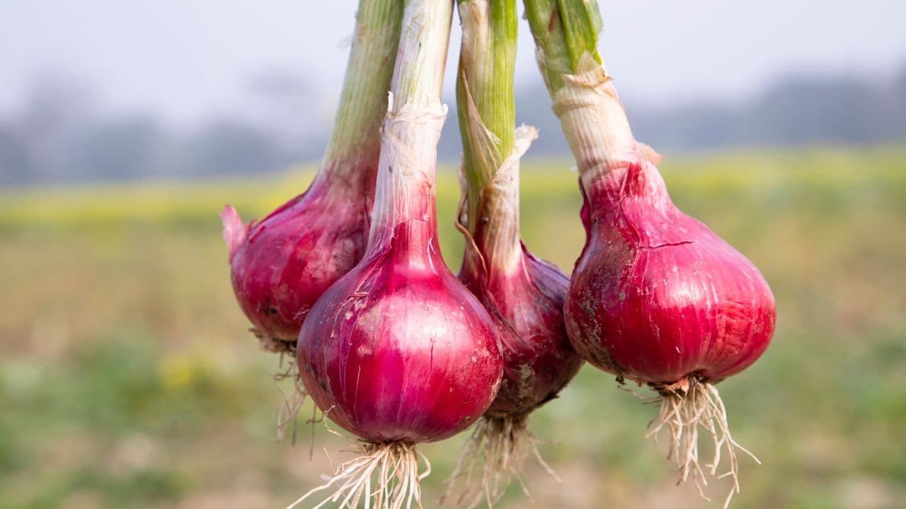 Onion Farming in Jaipur: The Real Cost, Yield and Profit Per Acre