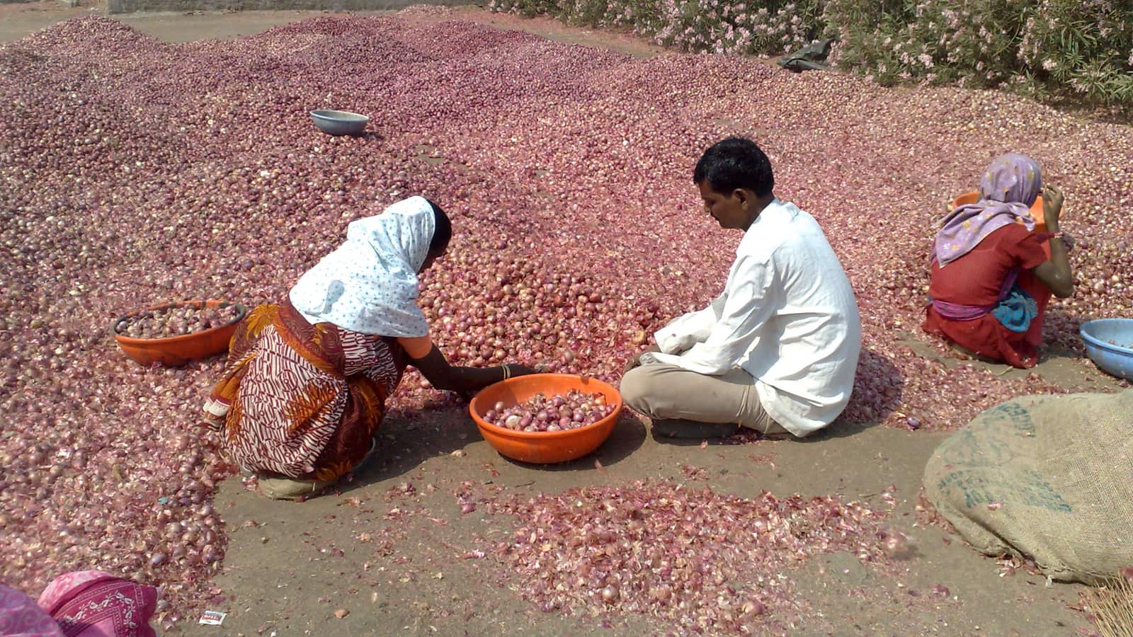 Onion grading machines in India: what AI grading at Pimpalgaon market shows