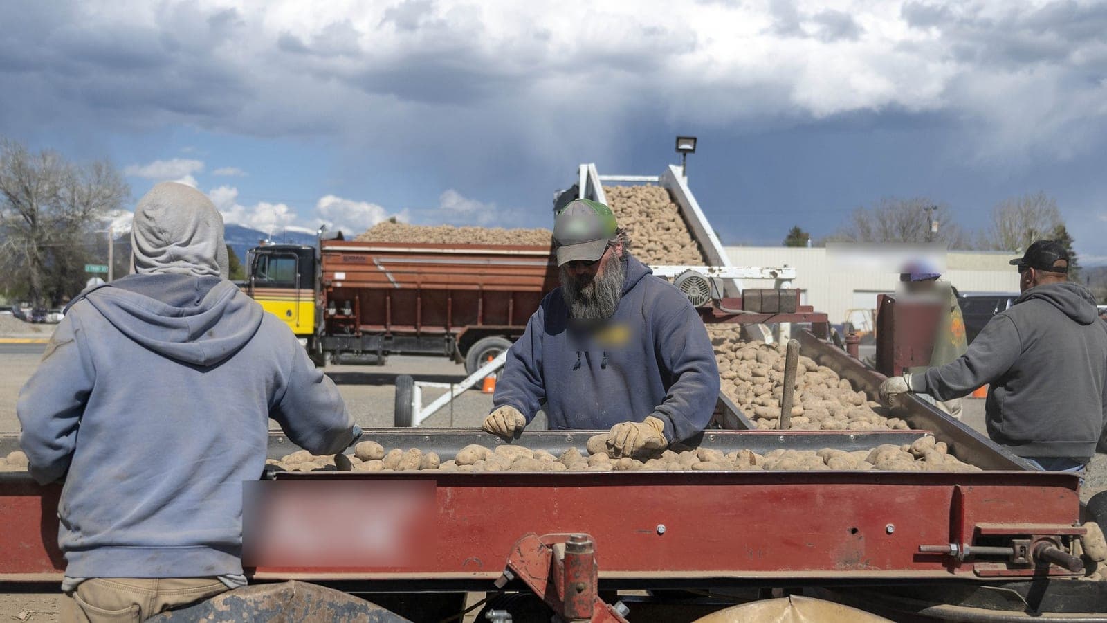 How potatoes are sorted and graded in India, and where AI grading fits