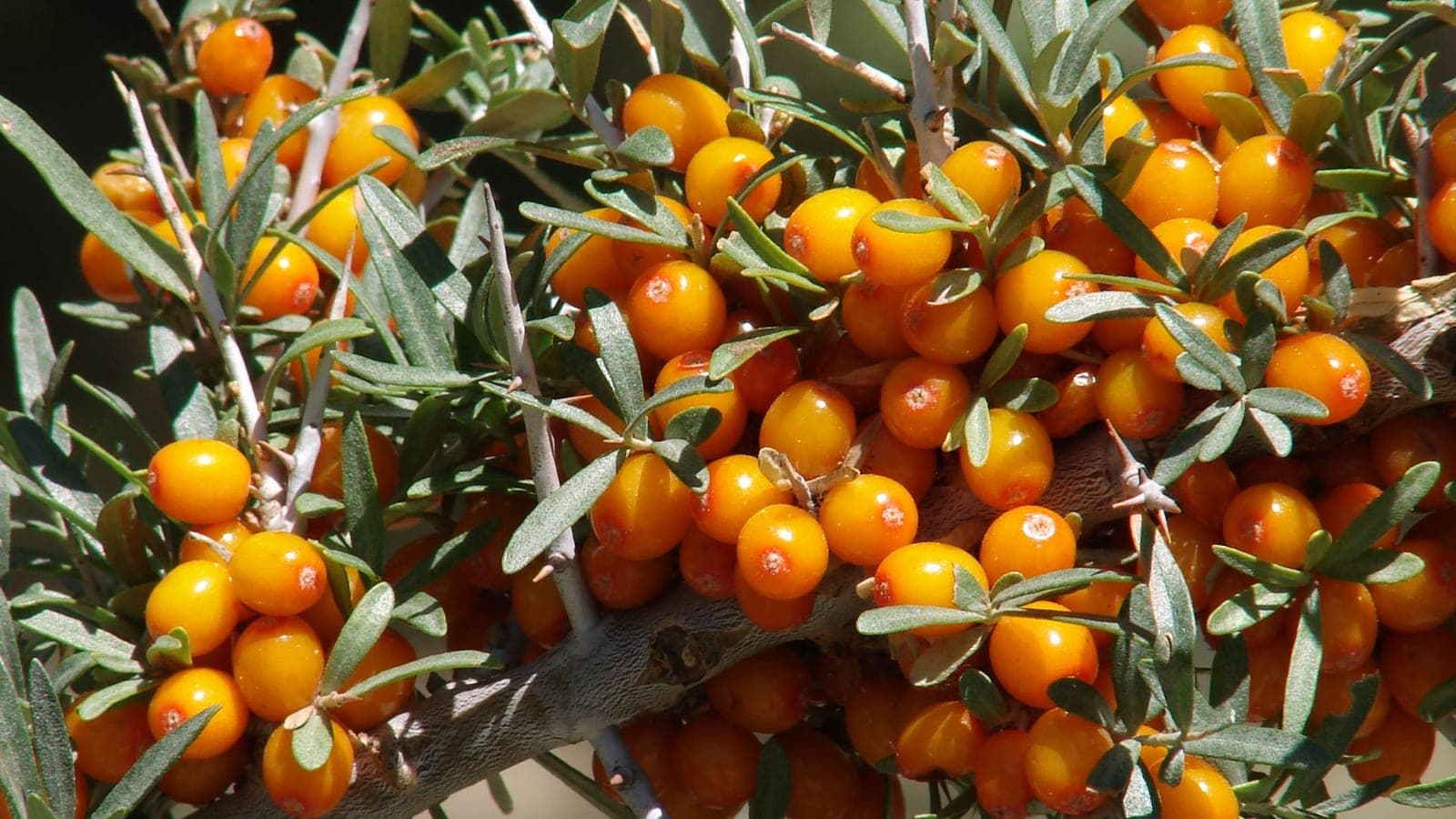 Sea Buckthorn in India: Where It Grows, Uses, Price